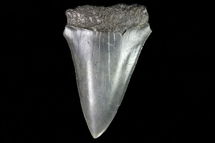 Fossil Mako Shark Tooth - Georgia #75223